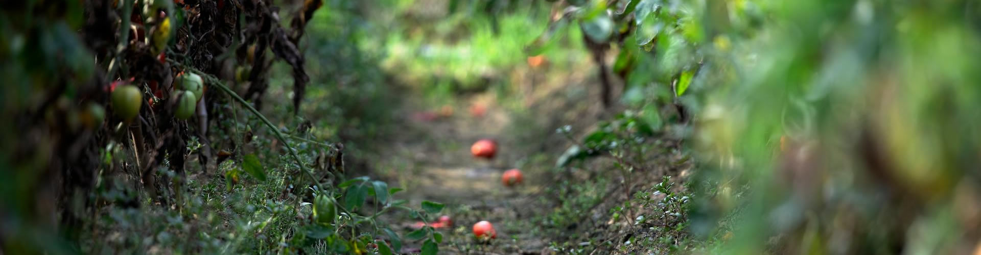 KALRO Conference Banner